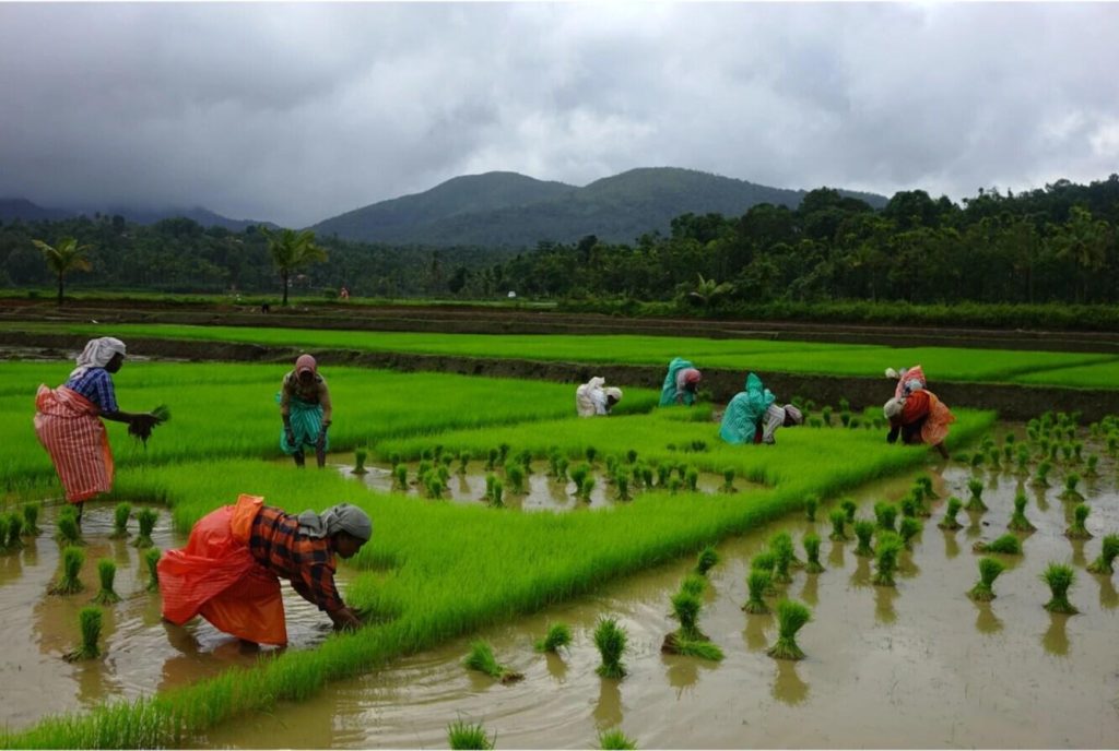 monsoon weather keeps farmers alert