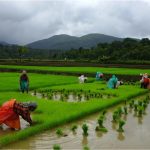 monsoon weather keeps farmers alert