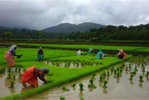 monsoon weather keeps farmers alert