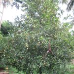 nutmeg and spice farming expands