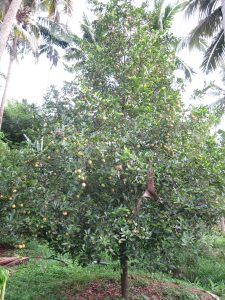 nutmeg and spice farming expands