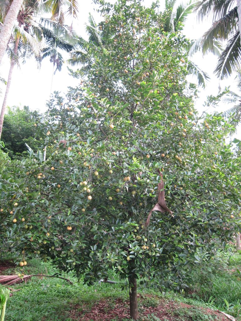 nutmeg and spice farming expands