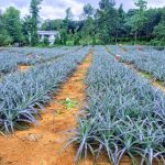 pineapple cultivation continues to grow