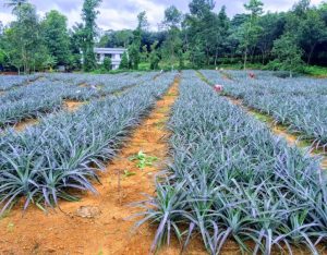 pineapple cultivation continues to grow