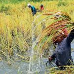 pokkali rice farming preserves tradition