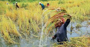 pokkali rice farming preserves tradition