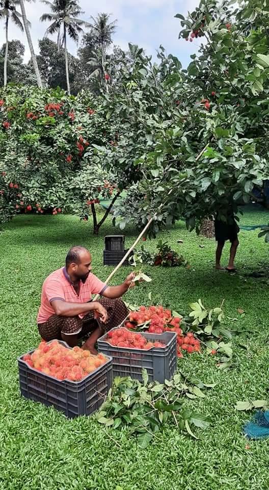 rambutan conclave to promote exports