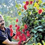 rambutan farming gains popularity