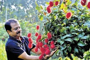 rambutan farming gains popularity